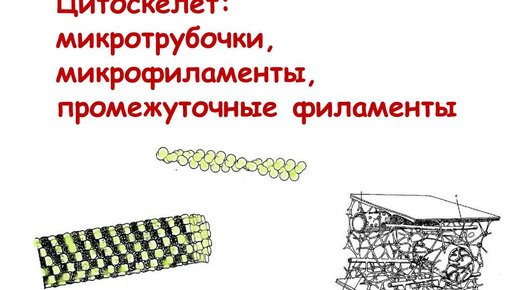 Цитоскелет: микротрубочки, микрофиламенты, промежуточные филаменты | ЕГЭ по  биологии: грани успеха | Дзен