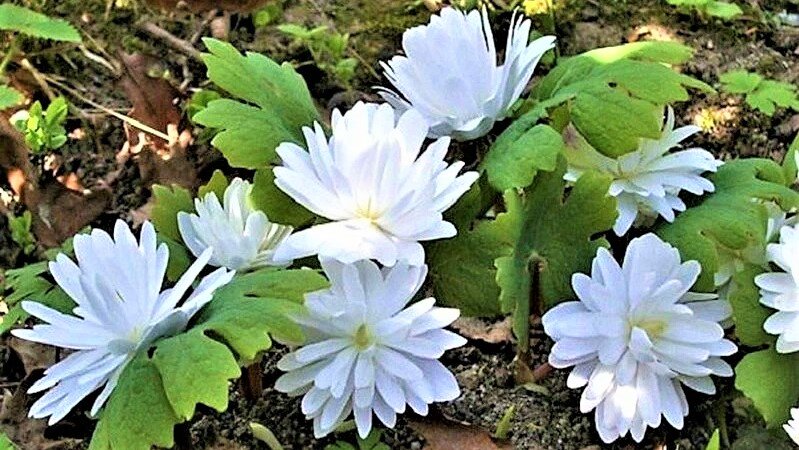 Многих садоводов интересует вопрос, какими растениями можно украсить тенистый сад. Считается, что в тени мало, что растет и тем более не может красиво цвести.-3-3