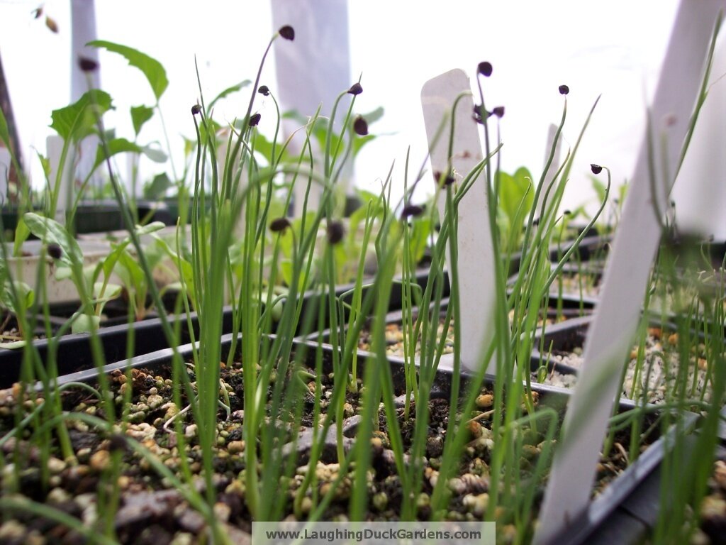 Пряные травы: специи на подоконнике – выращиваем из семян