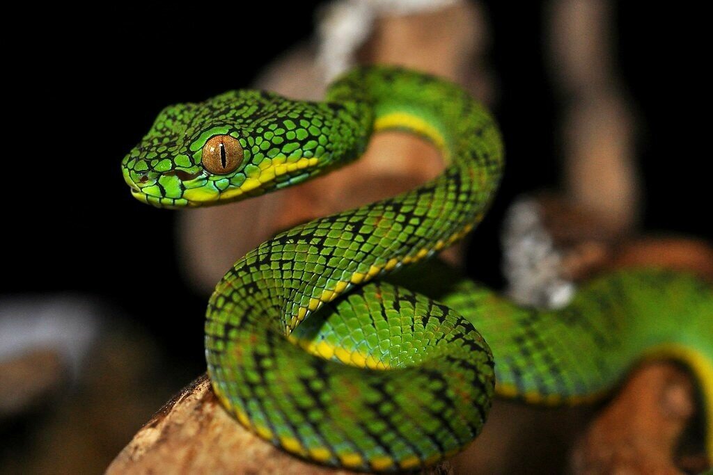 Картинка из свободных источников