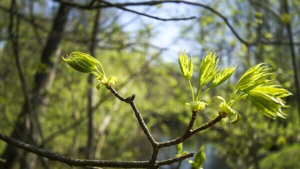    © Sputnik / Альфред Микус