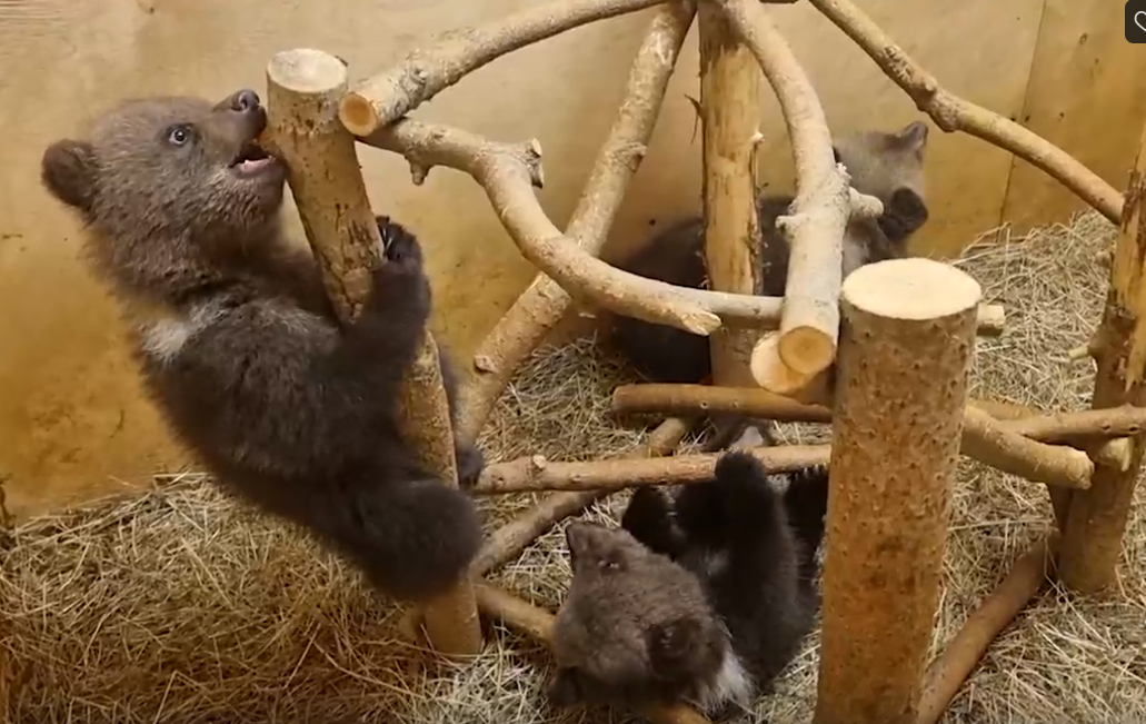 ФОТО: ЦЕНТР СПАСЕНИЯ МЕДВЕЖАТ-СИРОТ / СКРИНШОТ ВИДЕО