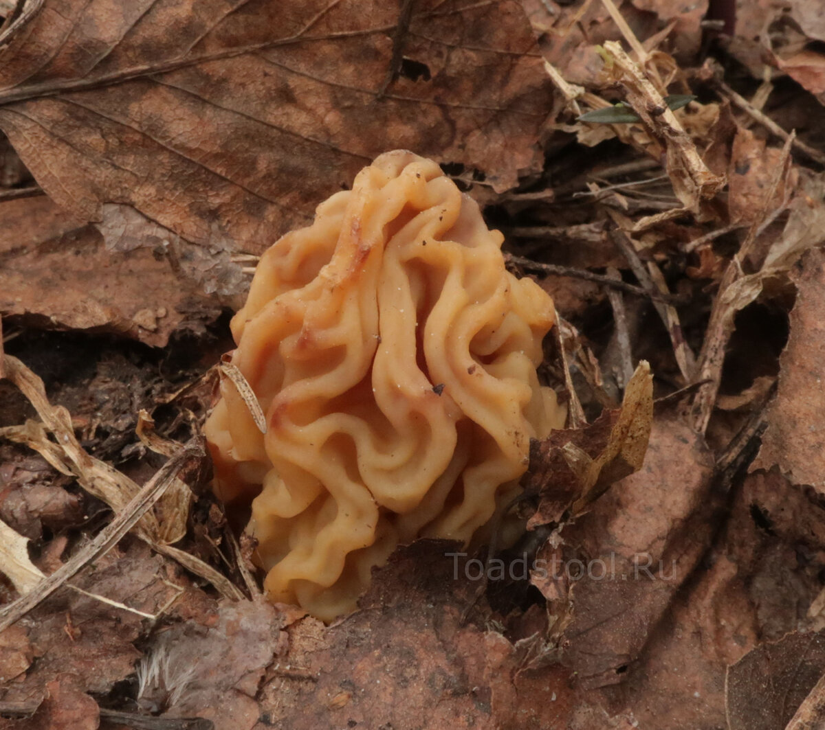 А этот обожжен довольно крепко. В отличие от прочих, думаю - не жилец (фото И.Лебединского)