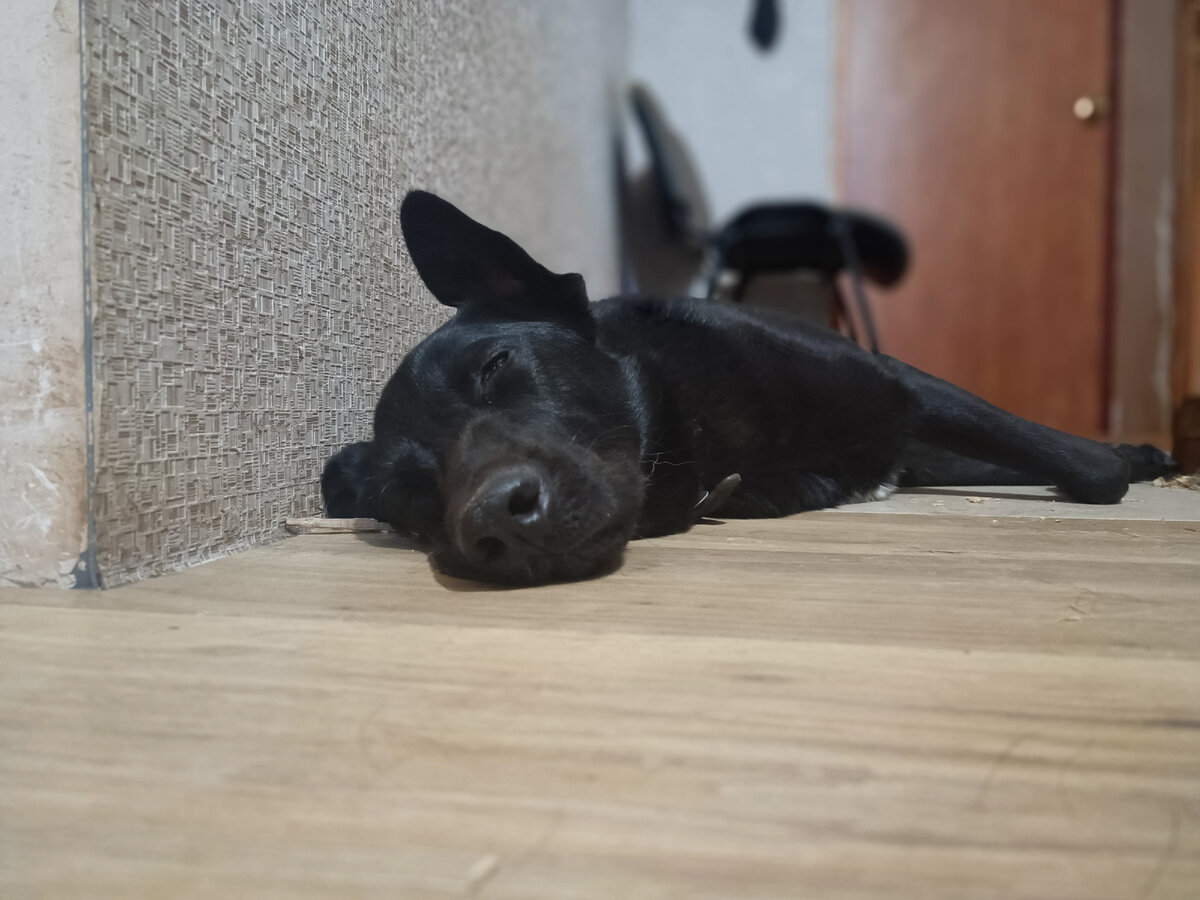 Иногда может показаться, что собаки не настолько умны. Норд тому пример. На самом деле оказывается, что умные они всегда. Просто некоторые еще и вредные.