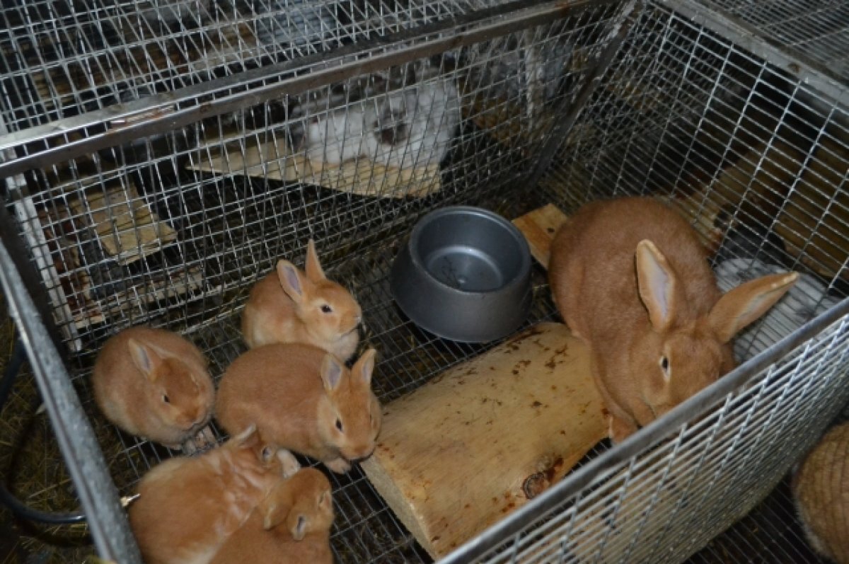    Начинающие фермеры могут получить до 7 млн рублей в Тверской области