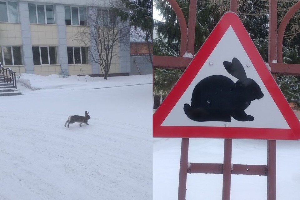    В Академгородке поставили специальные знаки для кроликов. Фото: читатели КП-Новосибирск