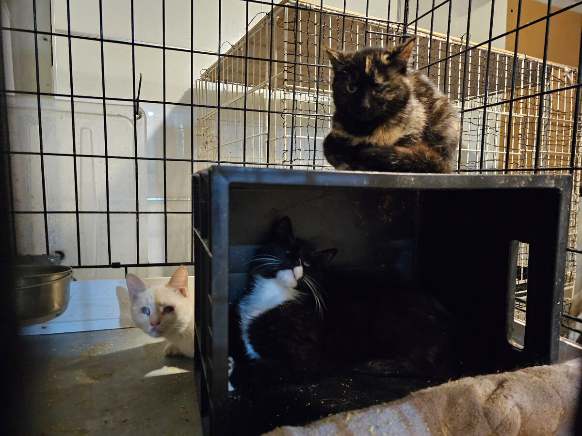 кошки высасывают энергию. кошачья дрема. кот новости сегодня. кот новости сегодня. котик много вязалок не бывает.