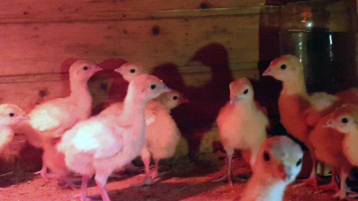 Индючки активно растут