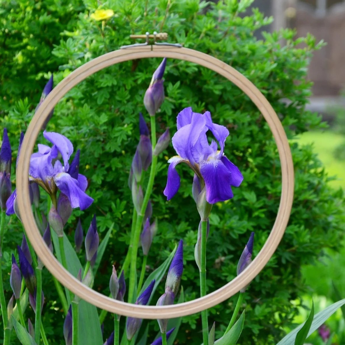 Фото: Рукоделие в УСАДЬБУШКЕ. Ирисы в пяльцах