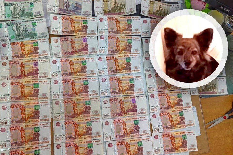    Маленькая собачка с улицы помогла сохранить все эти деньги. Фото: пресс-служба ГУ МВД России по Красноярскому краю, личный архив героини публикации.