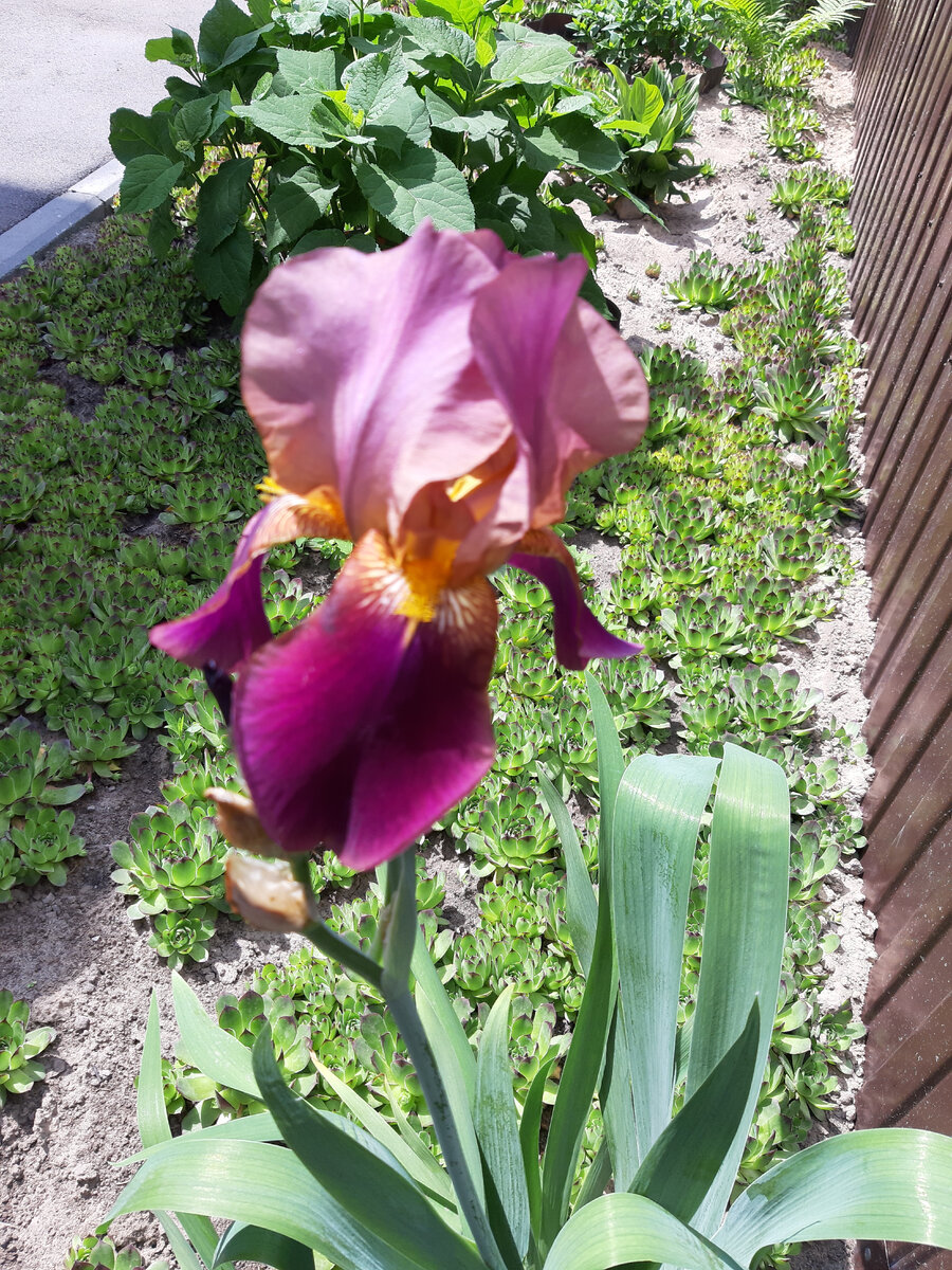 Бесподобные сорта ирисов! | Цветущий мир | Дзен