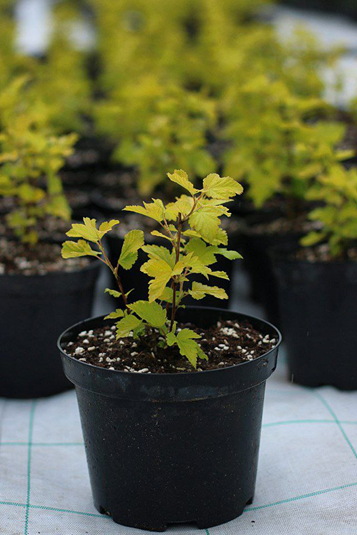 Фото из нашего питомника