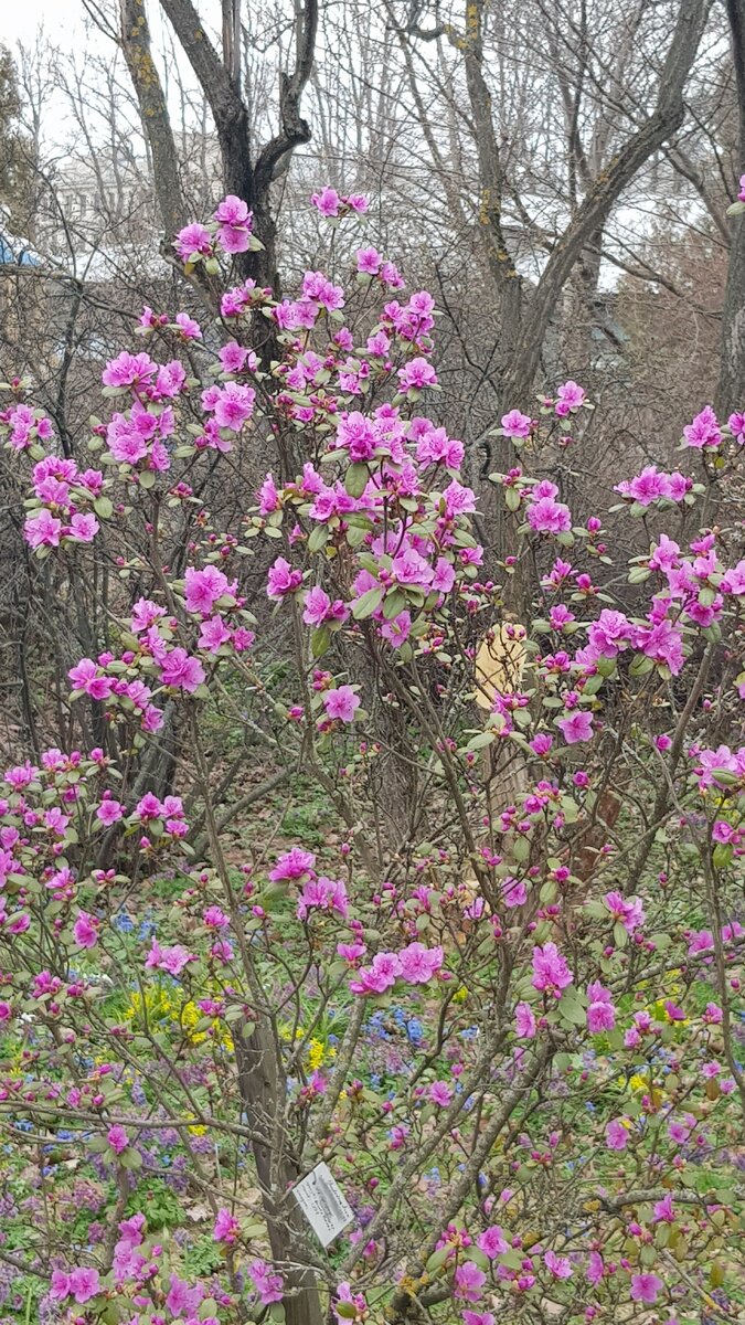 Рододендрон даурский