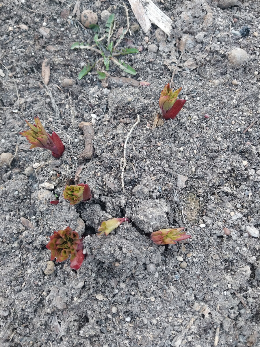 Всходы межвидовых гибридов в моем саду