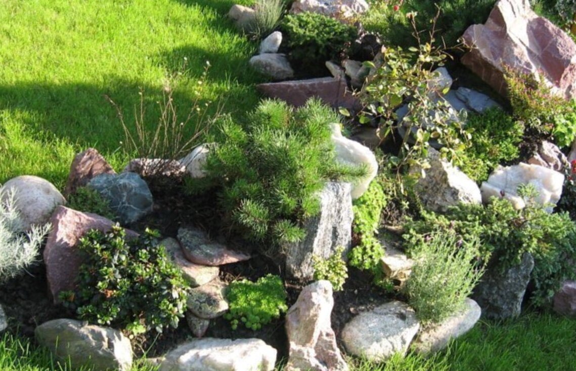 Растения для альпийской горки