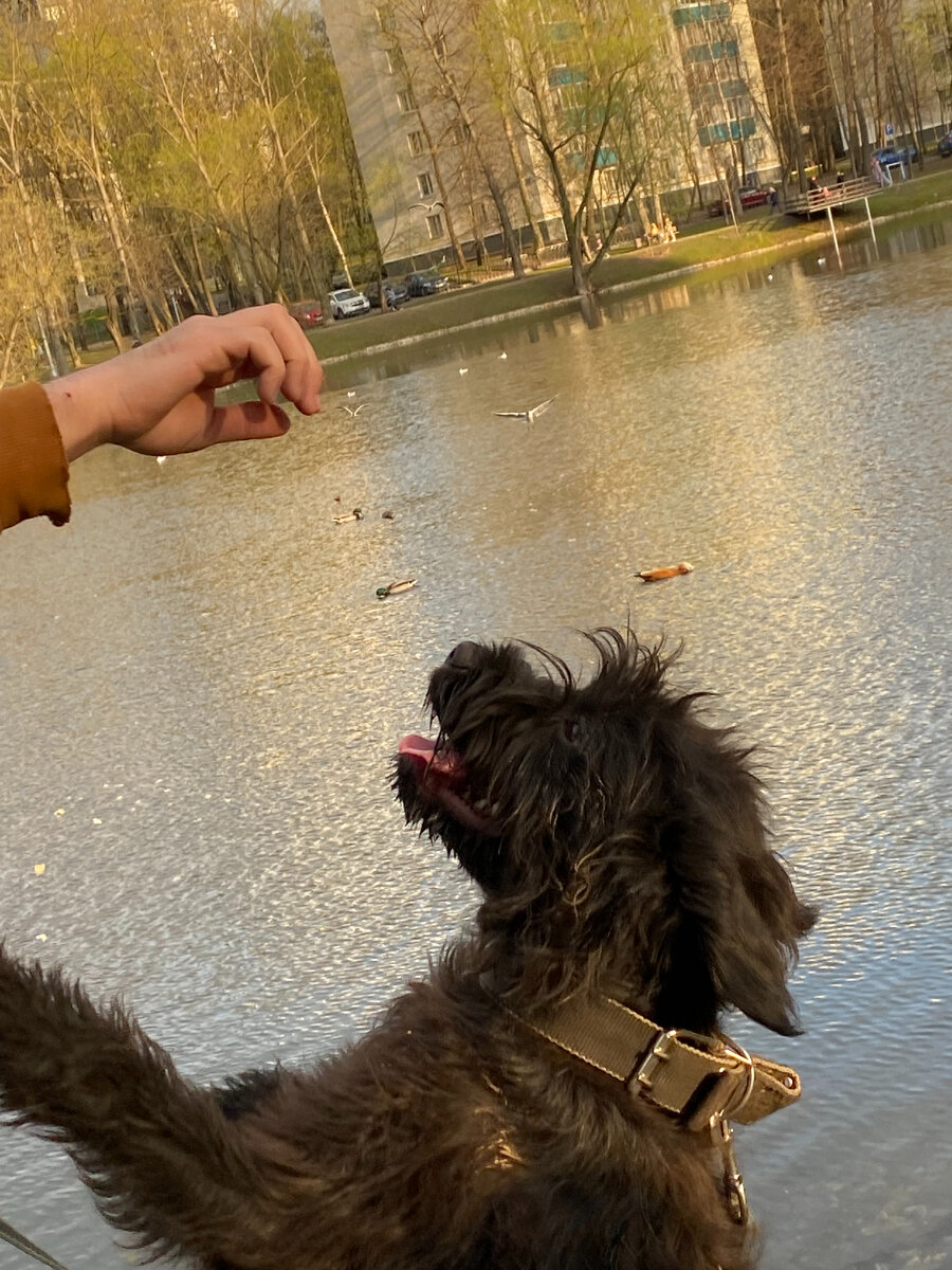 Фурба в полете