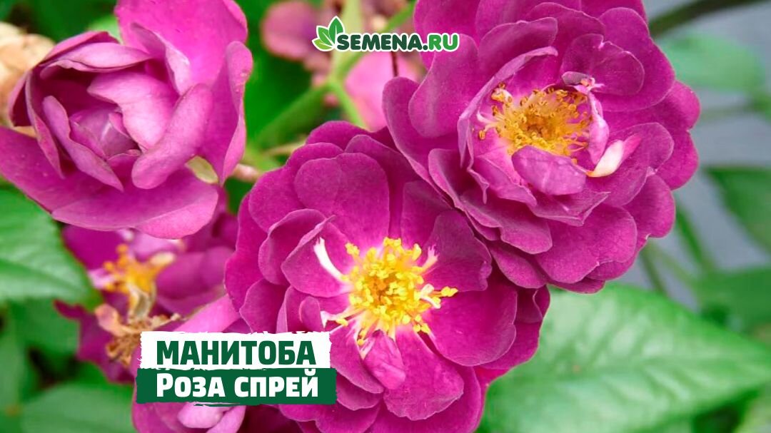 Роза Манитоба