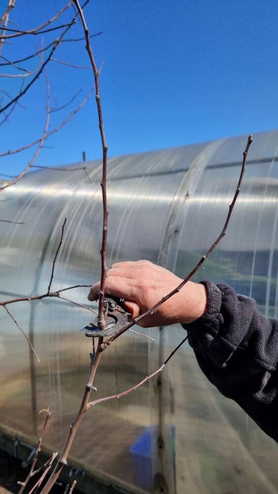 Ветка для привоя