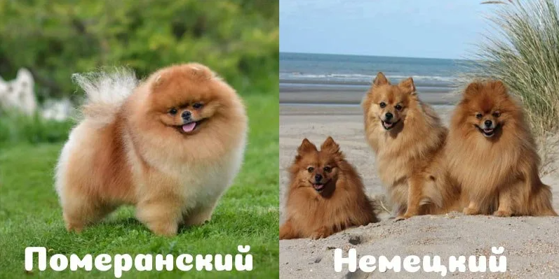 Чем отличается немецкий шпиц от померанского: кого лучше выбрать для себя