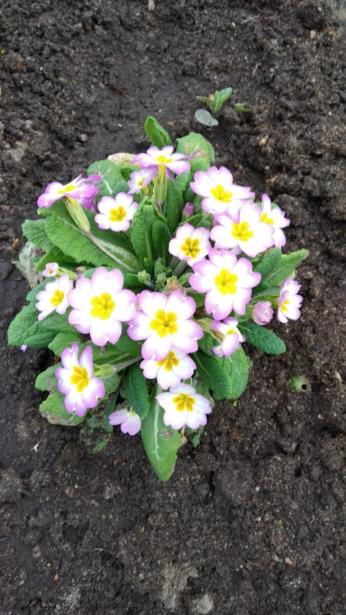 Примула с сиреневой каймой и жёлтой серединой 