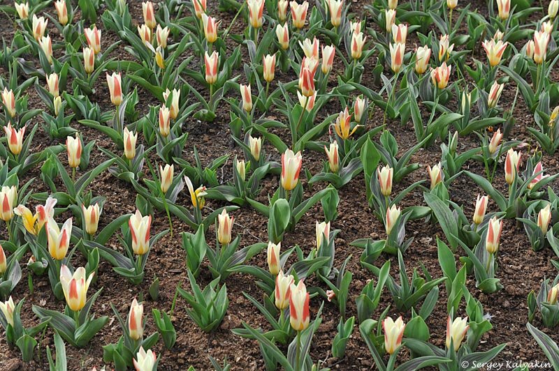 Тюльпан Johann Strauss