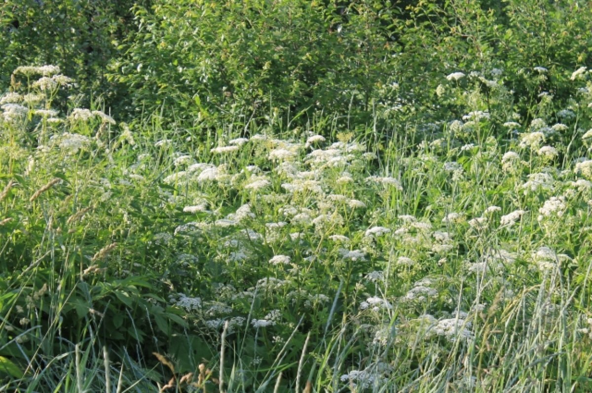    В Гатчине пятилетняя девочка съела траву на огороде и впала в кому