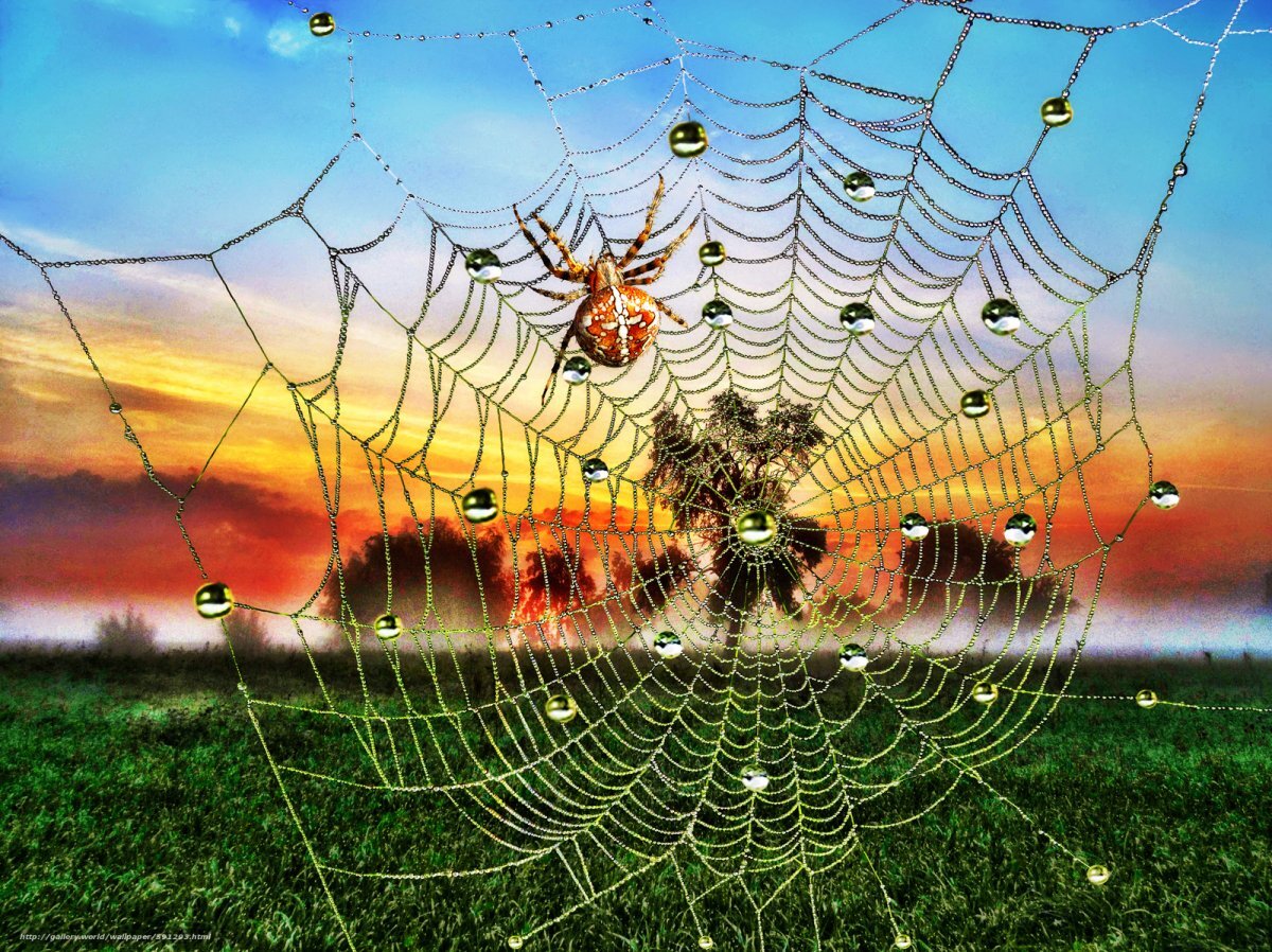 Картинка https://funart.pro/65683-pautina-art-66-foto.html