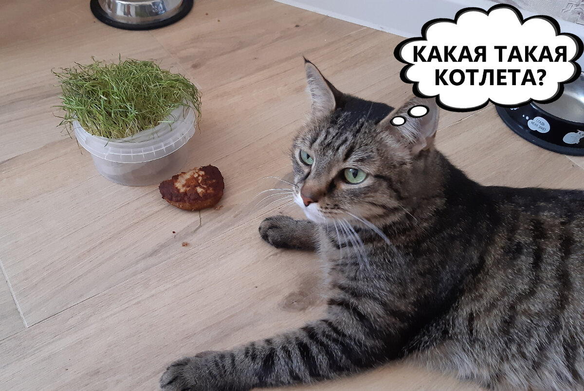 - Какая такая котлета? Ничё не знаю! Фото автора.