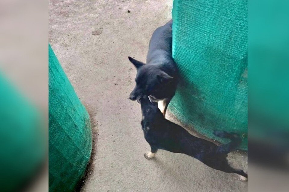   Боевой пес по кличке Шурик нашел не только новых хозяев, но и милую подружку. Фото предоставлено Валерией Петрусевич