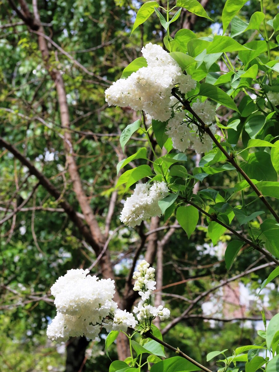 № 2. F = 85mm,  1/1600