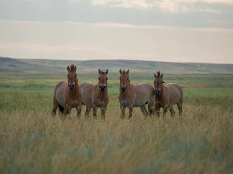    Оренбургский заповедник на майские праздники открывает туристический сезон Марина Шарт