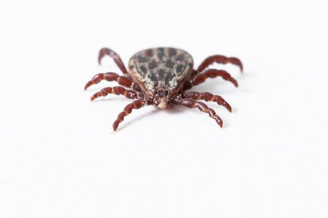    Клещи в этом году появились уже в середине марта, несмотря на холодную погоду. Фото: pixabay.com