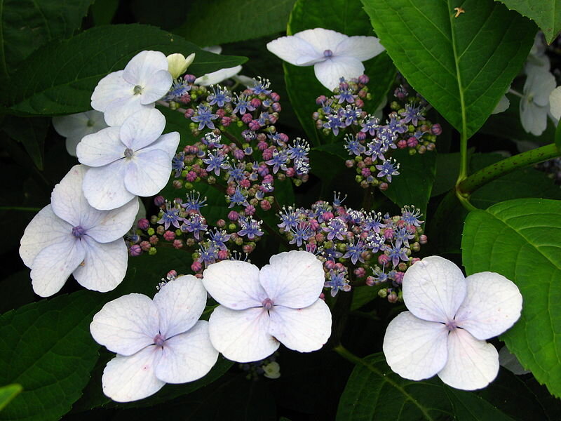 Podar hortensias en noviembre