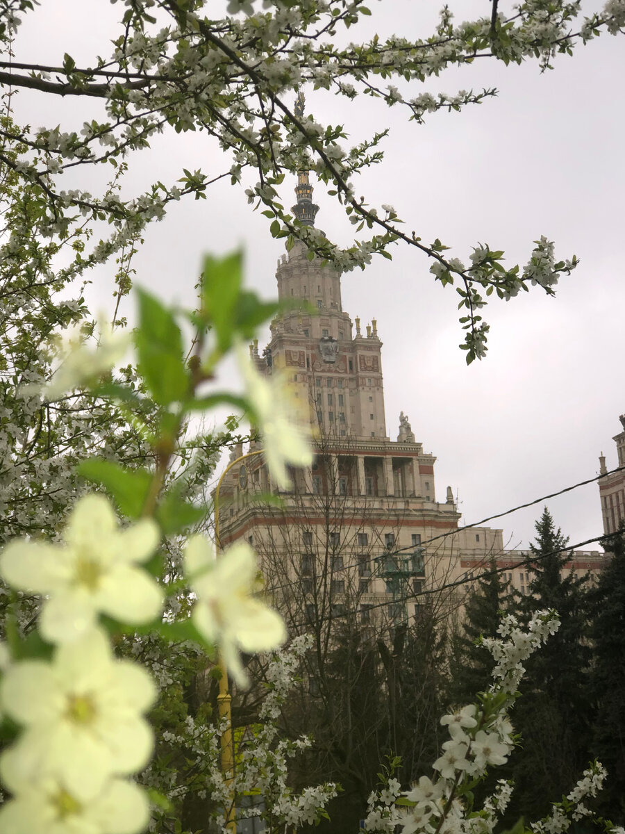 Цветущие деревья окружают сейчас Главное здание. Фото автора