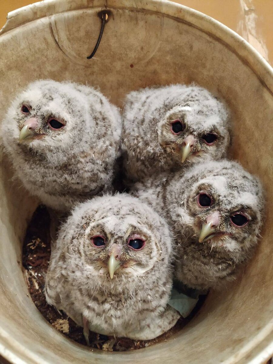 \"УДИВИТЕЛЬНЫЕ ЛЮДИ\" СПАСЛИ \"ВЕДРО СОВЯТ\" ПОД ВОРОНЕЖЕМ | Закулисье | Дзен