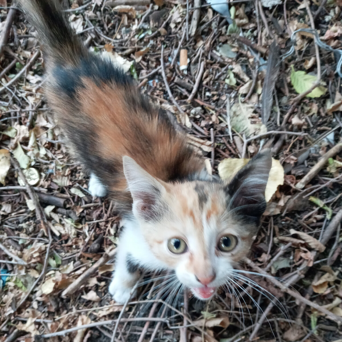Вафелька - бывшая уличная бродяжка.