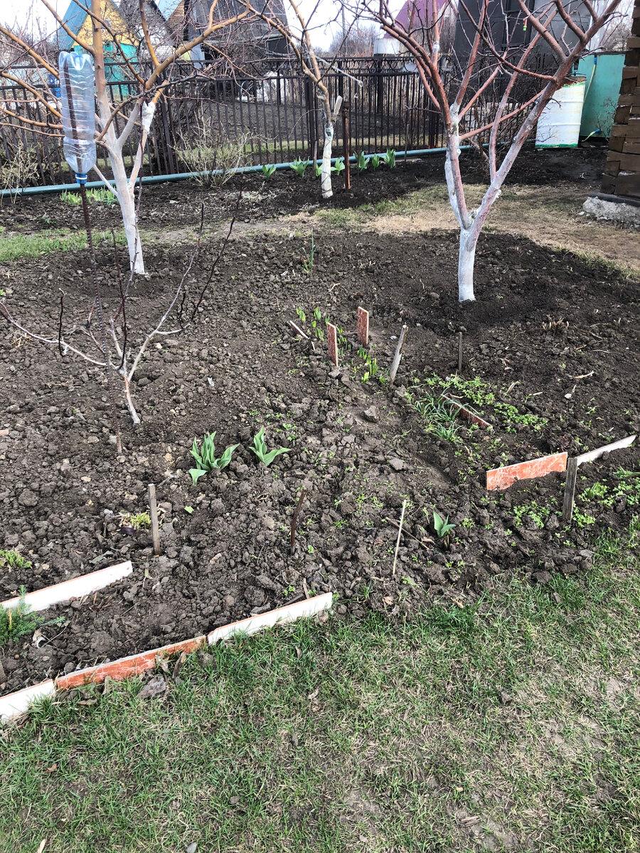  Посередине растет груша Сварог.