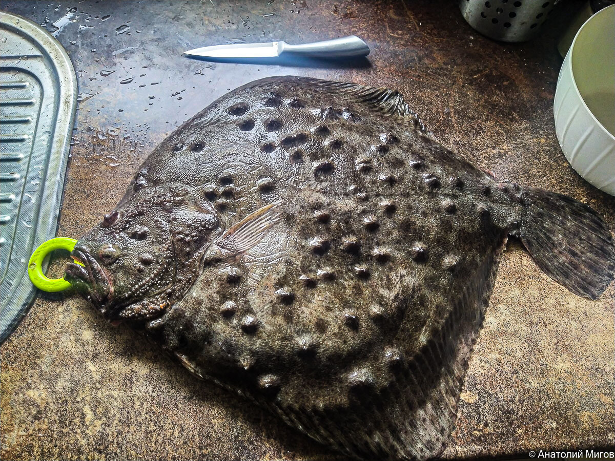 Калкан - черноморская камбала. Крупная плоская рыба, которая достигает веса 12 кг. В продаже можно встретить не так часто.