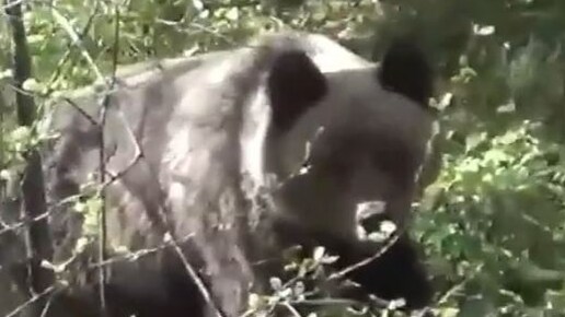 Разум Тайги | Часть 1 Медведи ведут себя вольно в девственной тайге ...