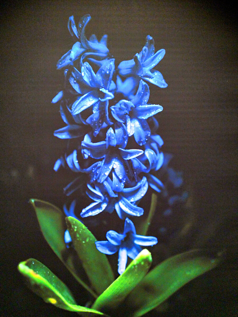 "Одинокий гиацинт Дельфт Блю", из серии "Таинственный сад темных цветов", Юри Катания