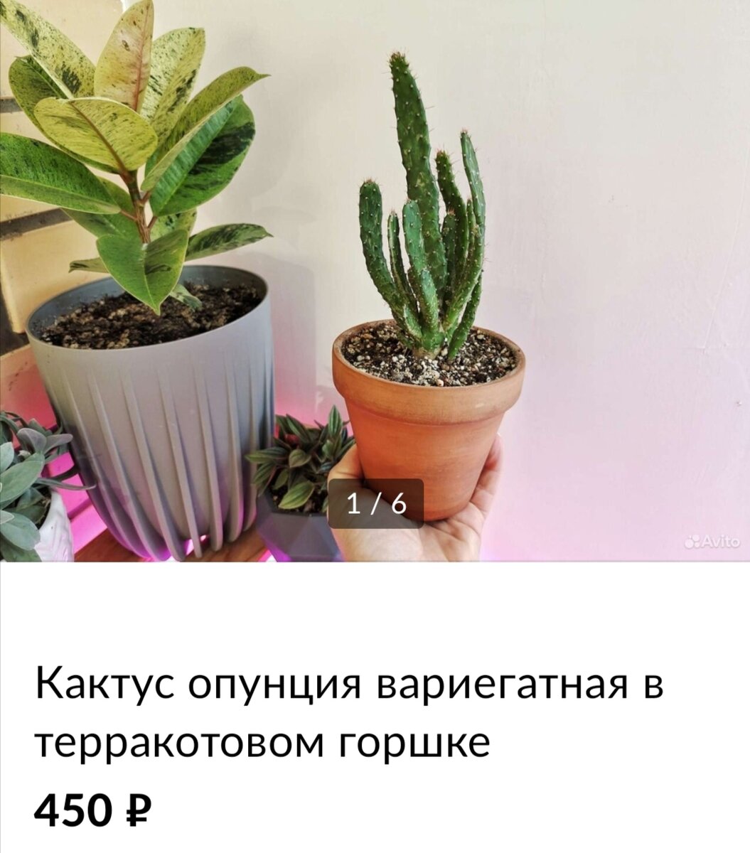 Это второй горшок