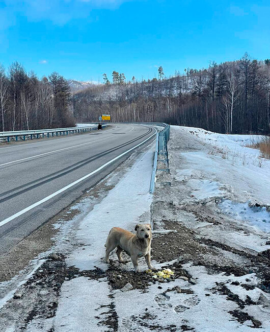 Соню угощают вахтовики. Фото: телеграм-канал Руслана Шакина