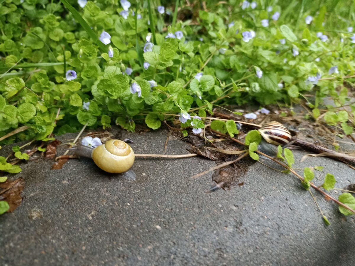 Улитки с улицы Толбухина...