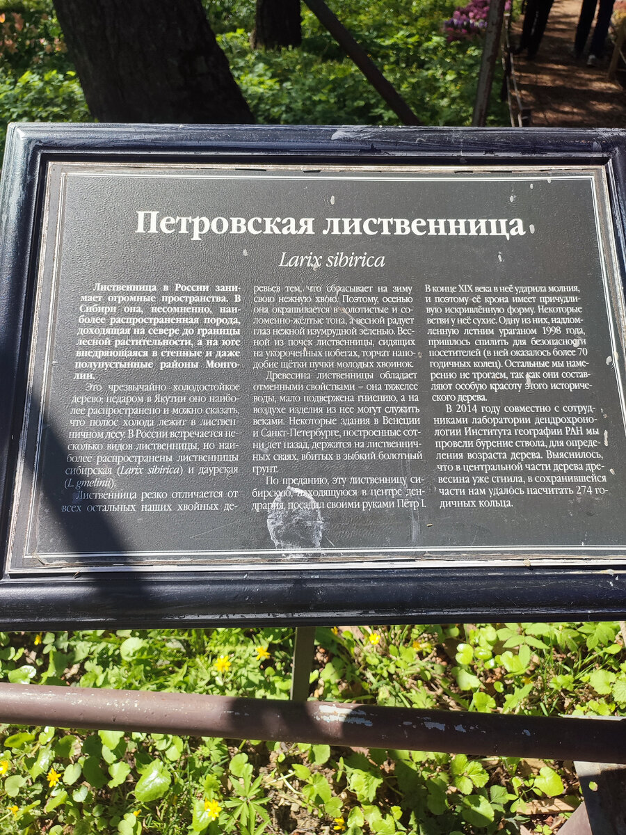 Все фото автора. Табличка рассказывающая о лиственнице.
