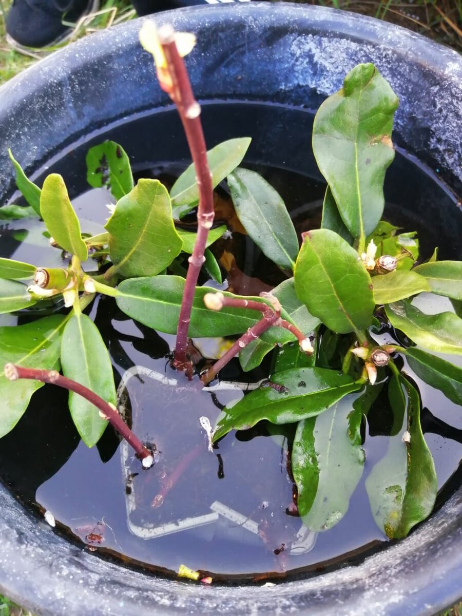 Моя прелесссть... 😁 Замочила перед посадкой. У родиков даже бутончики есть 😊. Сорт "Нова зембла". Бересклет - "Форчуна колоратус".