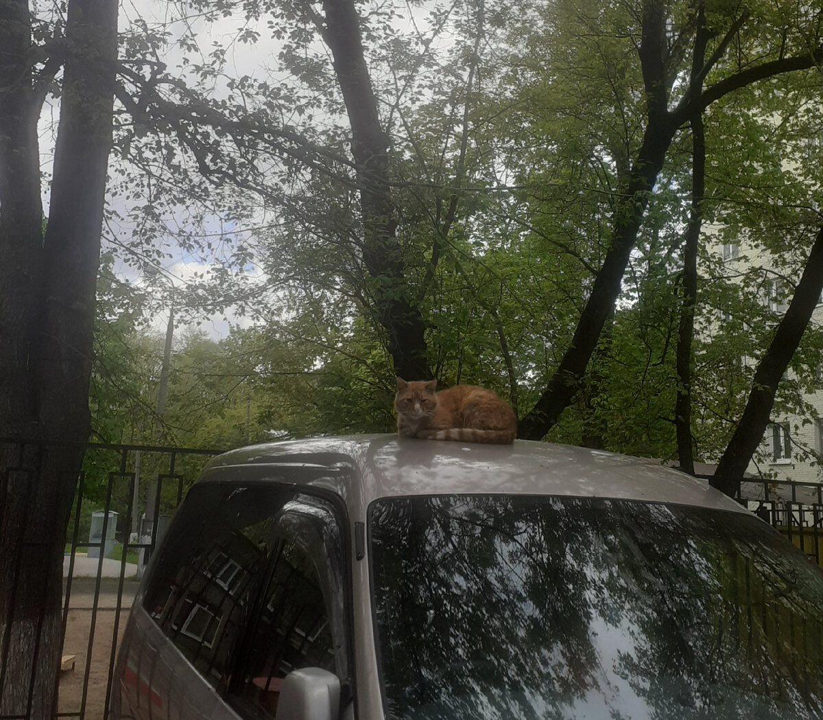 Вот и котик рыженький рядом с моим домом прилёг, к деньгам🤗