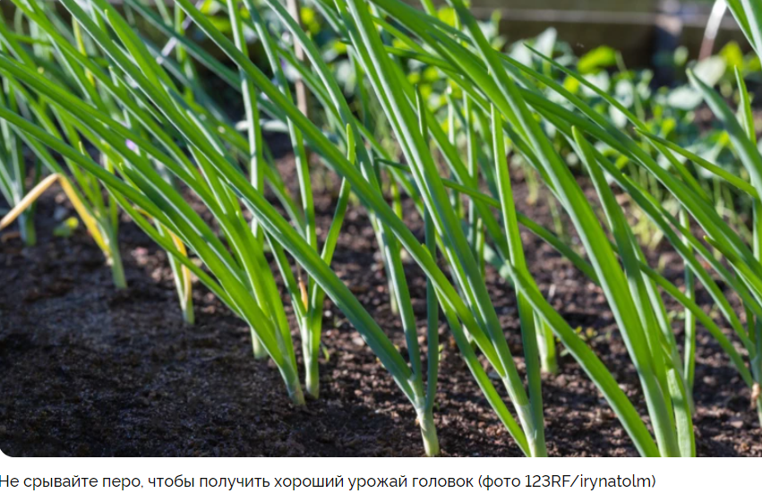 Когда можно сажать лук весной на головку