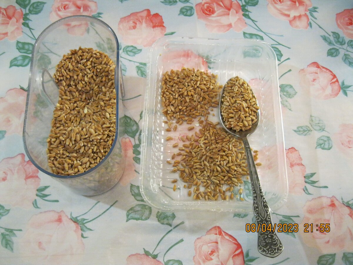 Как быстро прорастить пшеницу для еды в домашних условиях