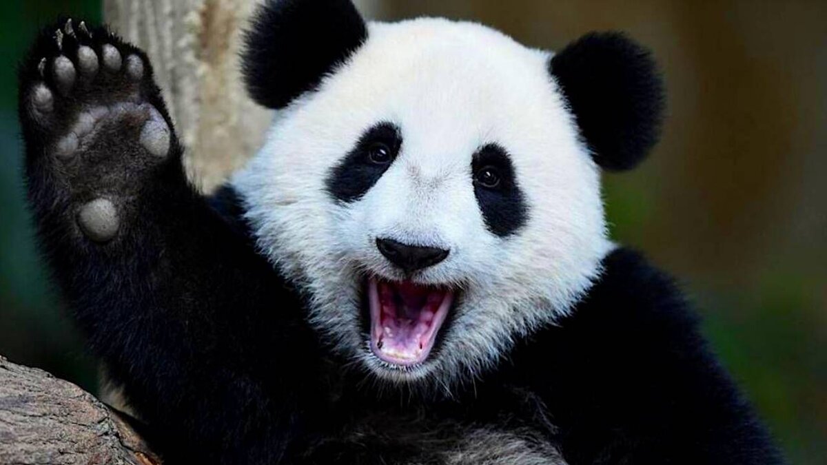 Большая панда