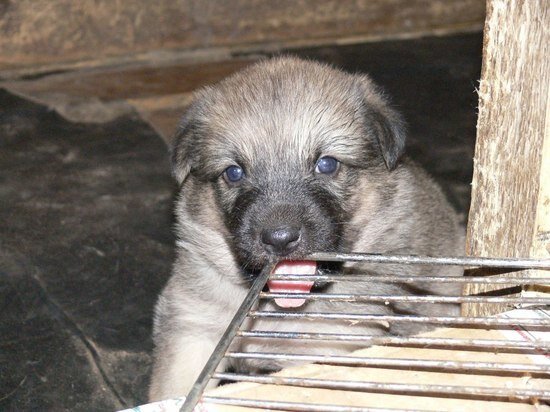     Важно снять клеща правильно. Фото: «МК в Питере»